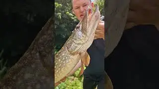 #pike #pikefishing #lurefishing #pikeperch #fishing #lure #lurefishing #predator