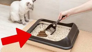 How to Pick the Perfect Cat Litter: A Guide Every Cat Parent Needs