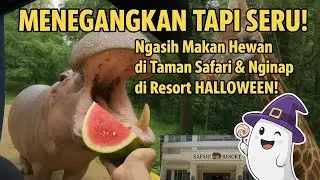 MENEGANGKAN TAPI SERU! Ngasih Makan Hewan di Taman Safari & Nginap di Resort HALLOWEEN!