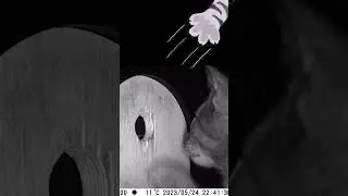 Protecting birds: how to keep cats away from the nest box? Mouse visits young great tit family