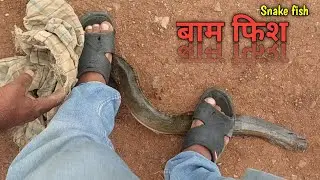 Snake Fish/Baam Fish/Baam Fishing/Snake Fish hunting) Snake Fish Caching/baam Fish Hunting/Fishing 