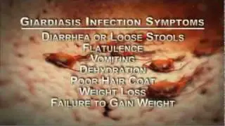 Giardia Is a Threat To Dogs, Cats, and People