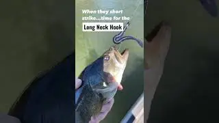 Long Neck Hook Never Broke My Heart.