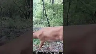 This Is Why Trigger Speed Is Important!