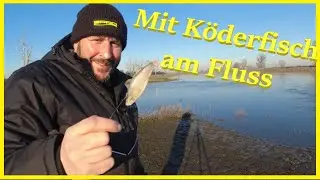 Angeln im Winter mit K&ouml;derfisch am Fluss Elbe auf Quappen und Zander
