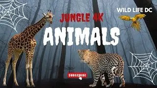 WILD LIFE DC | Nature, Animals & Untold Stories