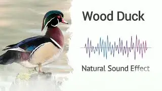Wood Duck | Natural Sound Effects