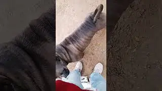 Allakh niranjan ok 🙏 Pitbull male dog 🐕 #song #live #love #cover #sadanimalfacts #catchy #antics