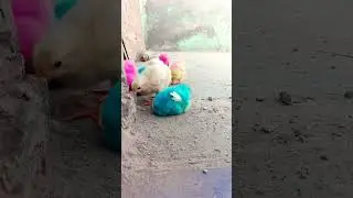 Cutest Rainbow Chicks - Colorful Chicken Breeds | Chicken chicken free sound #poultry #shorts #cute