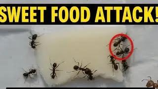 Ants Love Sweet Food! You Won't Believe This! Ants Go Crazy Over Sugar!Ants Gone Crazy!