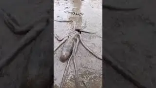 How STARFISH MOVES - The Weird and Wonderful Process Each Animal Uses