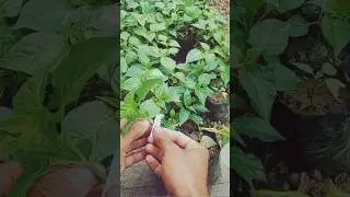 simple grafting Nagar mirchi#mirchi #shortsvideo #grafting