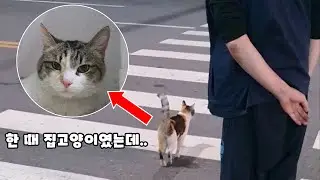 집고양이가 길에 살게 되니 자동차 무서운 줄 모르고.. 이 고양이는 3일만에 결국..