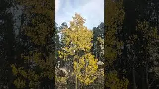 Golden leaves dancing in the wind #fall #autumnleaves #autumncolours #autumn #trees #nature