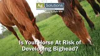 Is your horse at risk of developing Bighead?