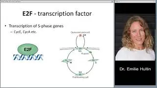 Lecture 2 (Part 1). Molecular Mechanisms of HPV induced cancer