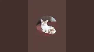 Watch this cute kitten's adorable antics! #CutenessOverload#CatShorts #KittenFun #indianCat#DubaiCat