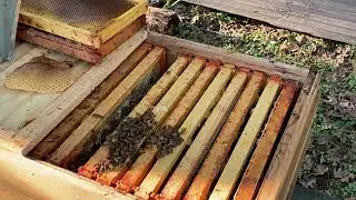 Horizontal Jumbo Langstroth  Hive Inspection