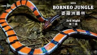 Black Striped Coral Snake! Calliophis nigrotaeniatus 黑條麗紋蛇