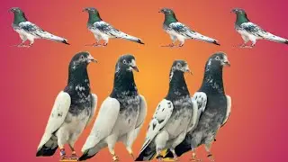 Ustad  Abbas Khan Abbottabad  ki chat se pigeons