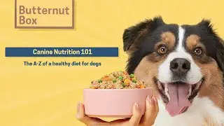 🐕 Wag & Wellness: Why Dog Nutrition Matters | Essential Tips for a Healthy, Happy Pup at All Ages