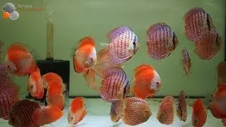 Red Melon Discus and Ring Leopard Discus