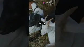 Fainting Goats  The Truth Revealed! #wildanimalfacts #invideoai #faintinggoats #fascinatingwildlife
