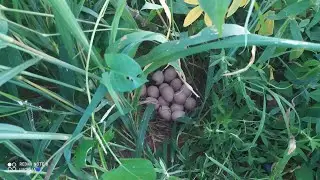 Fui colher maxixo e mandioca e achei o ninho das minhas cocar
