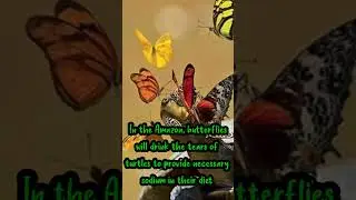 🦋🦋butterflies drink the tears of turtles 🦋🦋#factism #shorts