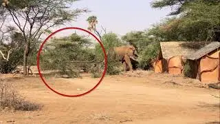 Elephant roadblock in Samburu National Reserve!