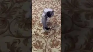 Наша Дашенька со своей подружкой Асей. У Дашеньки все хорошо. Благодарим, Анна.