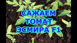 Томат ЭСМИРА F1 на второй оборот в теплице