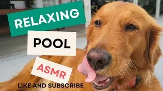 Relaxing Pool, Lucy eating her salmon by the pool deck, ASMR sounds