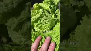 One of our first lettuce harvest, this was about 7 years ago! #lettucegrow #gardening