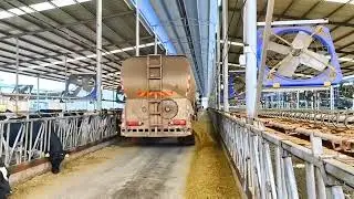 TMR intelligent feeding system, the feeding cart feeds according to the feeding formula