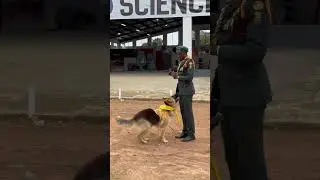 Dog training honor by a Master Guide | Adventist Youth Ministries