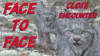 CLOSE ENCOUNTER - TWO LYNX - LYNX!!