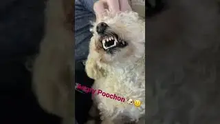 Angry Poochon 🤨 dog having an angry day. Vlog/Videos. #shorts #trending #viral #dog #funny #wow
