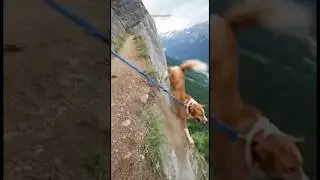Dog saved from falling off cliff #dogshorts #mountains #hiking #rescue #fictionalstory