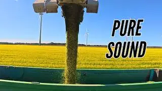 ASMR &ndash; Claas Jaguar 980 Maize Harvest | Real Farm Sound, No Talking