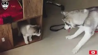 I&rsquo;ll Bite You | Husky Duo