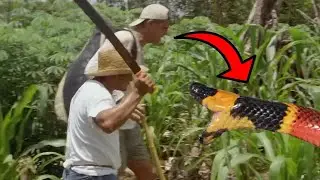 The Terrifying and Deadly Central American Elapid Snake Bite 🐍