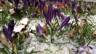 Crocus (Crocus sativus) - plants in the snow - March 2018