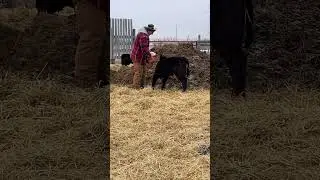 Feeding the Big Guy. #calving #albertafarm #ranchlife #calves