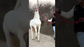 #punjabi #punjabisong #horse #horselover #100 #horseriding #1k #1millon #jattlife #jatt #shorts