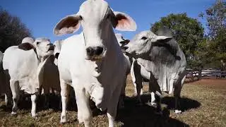Caracter&iacute;sticas da ra&ccedil;a Tabapu&atilde;