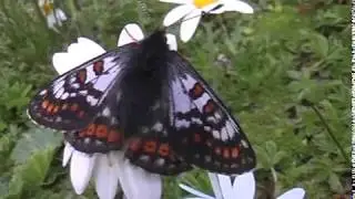 Schmetterlinge in S&uuml;dtirol  Veilchen-Scheckenfalter ( Euphydryas  cynthia)