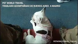 Traslado Mascotas desde Buenos Aires a Madrid - Pet World Travel