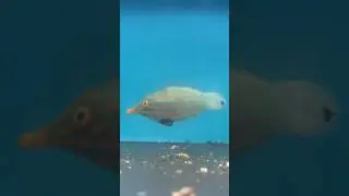 Is this the prettiest filefish??