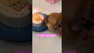 Живу свою счастливую жизнь ❤️ #куличьидела #subscribe #lovestatus #bulldog #memes #happy y